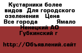 Кустарники более 100 видов. Для городского озеленения › Цена ­ 70 - Все города  »    . Ямало-Ненецкий АО,Губкинский г.